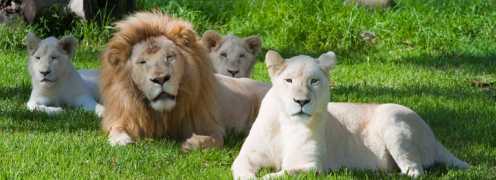 White lions mogo zoo