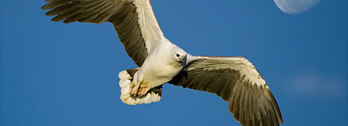 eagle soaring in sky over Eurobodalla birdwatching