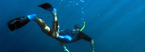 snorkelling diver exploring underwater for marine life