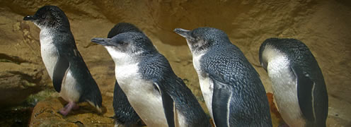 Fairy penguins 