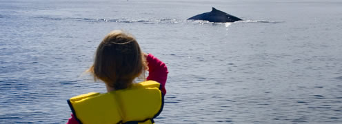 watching whales off coast of Narooma whale season September to November