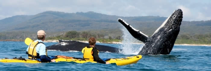 Humpback whales are regularly seen in season in Eurobodalla waters