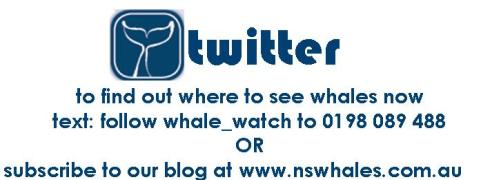 whale watching social media options for visitors